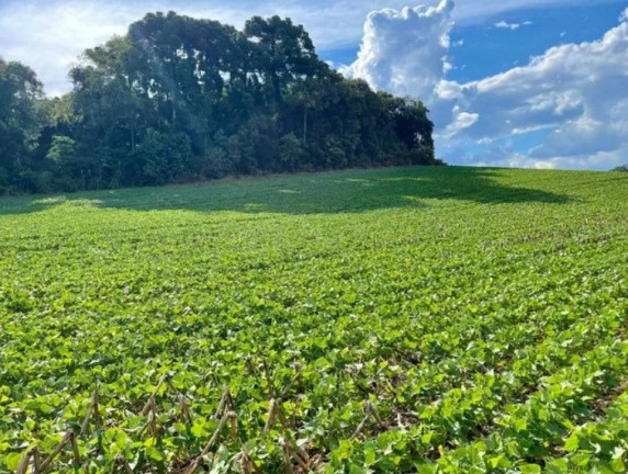 Imagem Fazenda à Venda,  em Barigui - Araucaria