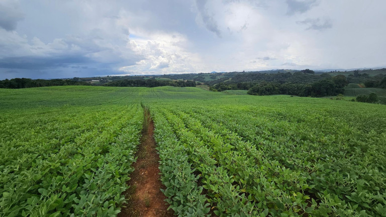 Fazenda à Venda,  em Centro - Campo Magro