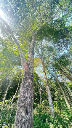 Imagem Terreno à Venda, em Encantada - Garopaba Imagem Terreno à Venda, em Encantada - Garopaba