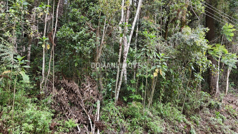 Imagem Terreno à Venda, 1.030 m² em Região Do Parque Pedra Do Baú - Campos Do Jordão Imagem Terreno à Venda, 1.030 m² em Região Do Parque Pedra Do Baú - Campos Do Jordão