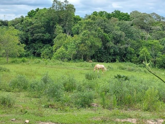 Imagem Imóvel com 4 Quartos à Venda, 300 m² em Dom Pedro - Campo Magro
