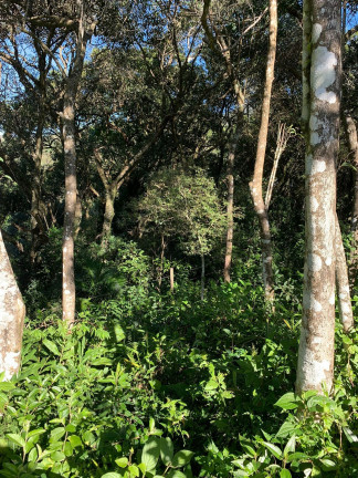 Imagem Terreno à Venda, 600 m² em Ambrósio - Garopaba Imagem Terreno à Venda, 600 m² em Ambrósio - Garopaba