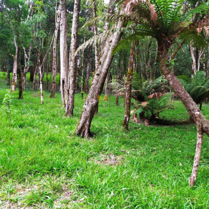 Imagem Chácara à Venda, 7.000 m² em Recreio Da Serra - Piraquara Imagem Chácara à Venda, 7.000 m² em Recreio Da Serra - Piraquara