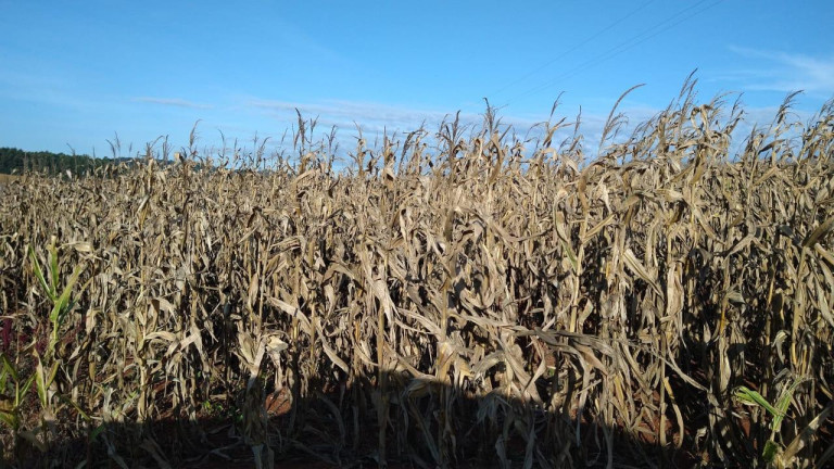 Imagem Fazenda à Venda, 54 m² em Itai - Itaí Imagem Fazenda à Venda, 54 m² em Itai - Itaí