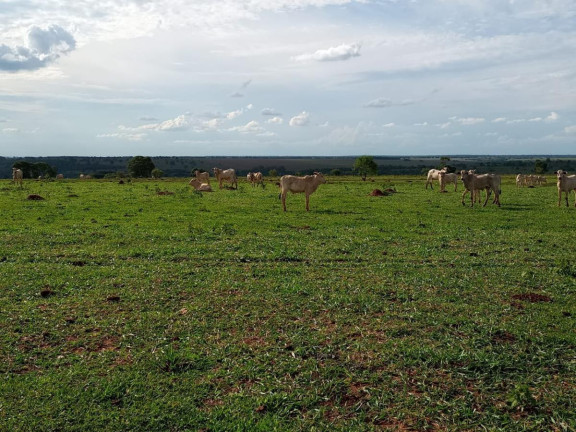 Imagem Fazenda à Venda, 2.027 m² em Rural - Campo Grande Imagem Fazenda à Venda, 2.027 m² em Rural - Campo Grande