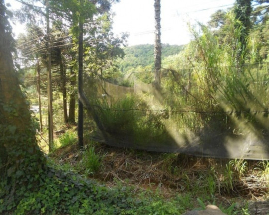 Imagem Terreno à Venda, 2.500 m² em Pia - Nova Petrópolis Imagem Terreno à Venda, 2.500 m² em Pia - Nova Petrópolis