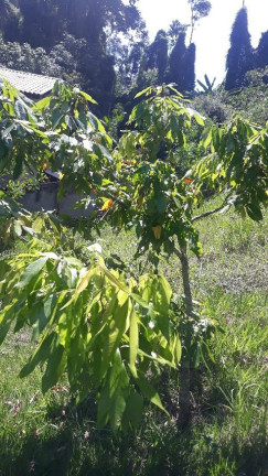 Imagem Imóvel à Venda,  em Chácara Recreio Floresta - Jaguariúna