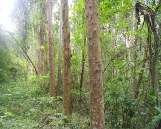 Terreno à Venda, 190.000 m² em Linha Olinda - Nova Petrópolis