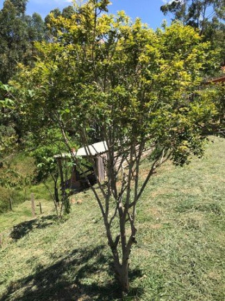 Imagem Fazenda à Venda, 120 m² em Campos De Cunha - Cunha Imagem Fazenda à Venda, 120 m² em Campos De Cunha - Cunha
