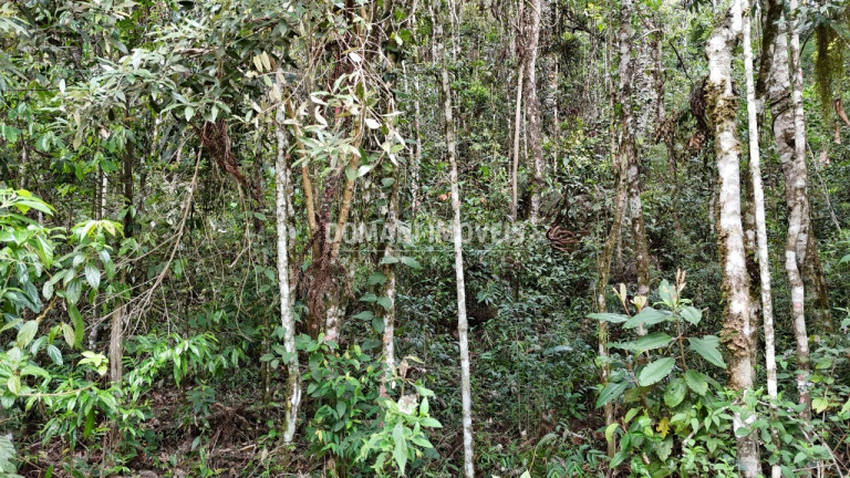 Imagem Terreno à Venda, 1.030 m² em Região Do Parque Pedra Do Baú - Campos Do Jordão Imagem Terreno à Venda, 1.030 m² em Região Do Parque Pedra Do Baú - Campos Do Jordão