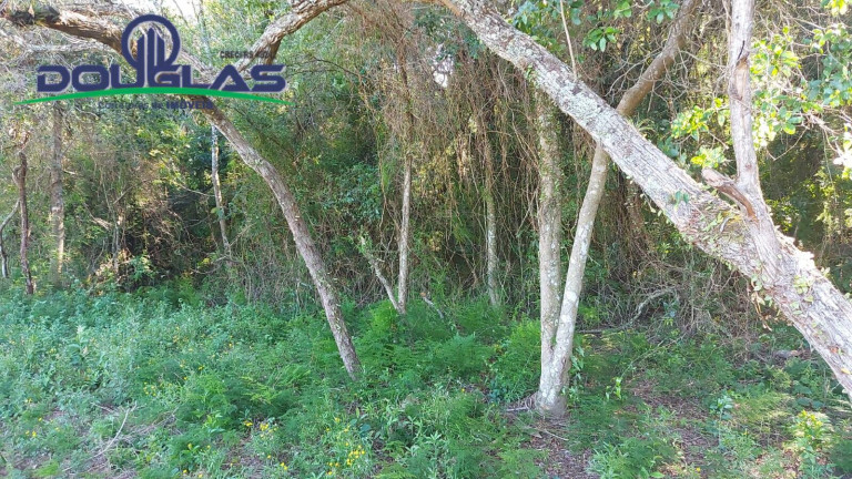 Imagem Terreno à Venda, 2.400 m² em Viamão Imagem Terreno à Venda, 2.400 m² em Viamão