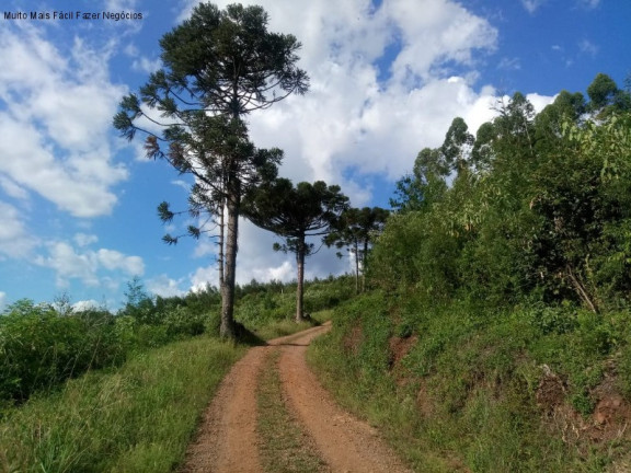 Imagem Terreno à Venda, 3 m² em Fazenda Pirajá - Nova Petrópolis