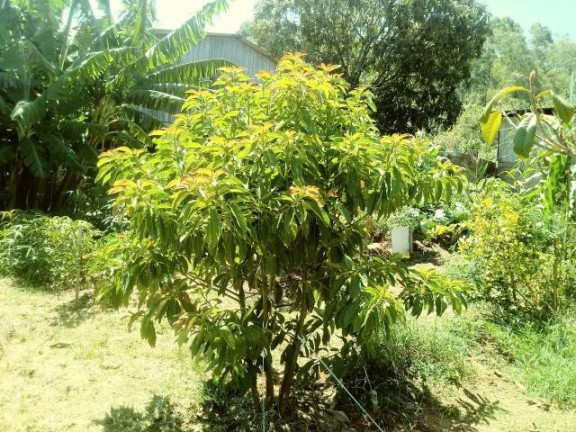 Imagem Imóvel com 2 Quartos à Venda, 99 m² em Fazenda Fialho - Taquara Imagem Imóvel com 2 Quartos à Venda, 99 m² em Fazenda Fialho - Taquara