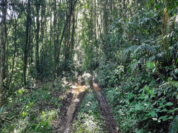 Imagem Terreno à Venda, 3 m² em São Jacó - Nova Petrópolis Imagem Terreno à Venda, 3 m² em São Jacó - Nova Petrópolis