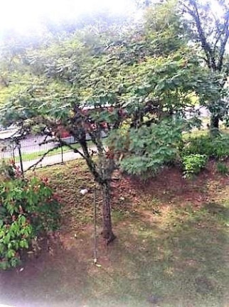 Imagem Apartamento com 2 Quartos à Venda, 54 m² em Vila Nova - Porto Alegre