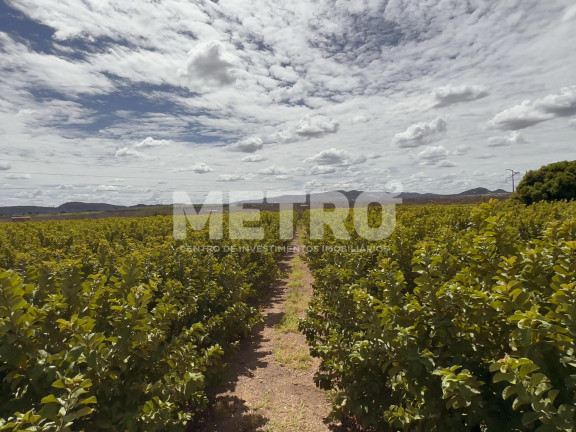 Imagem Fazenda à Venda, em área Rual - Petrolina Imagem Fazenda à Venda, em área Rual - Petrolina