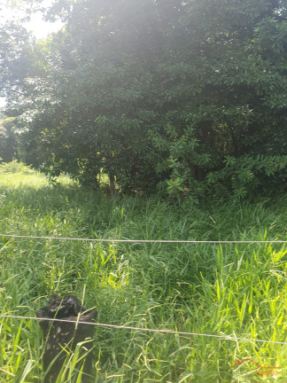 Imagem Terreno à Venda, 25.000 m² em Piracangaguá - Taubaté Imagem Terreno à Venda, 25.000 m² em Piracangaguá - Taubaté