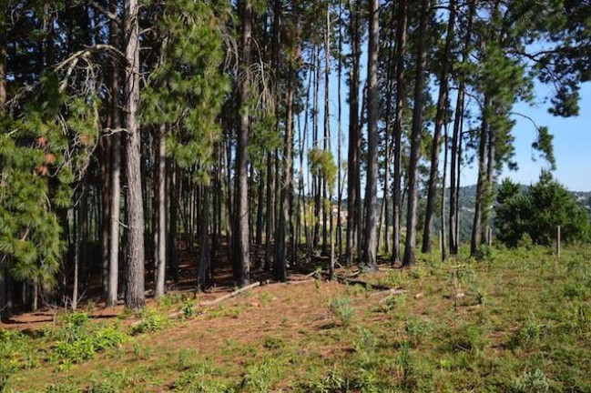 Imagem Terreno à Venda, 75 m² em Vale Encantado - Campos Do Jordão Imagem Terreno à Venda, 75 m² em Vale Encantado - Campos Do Jordão