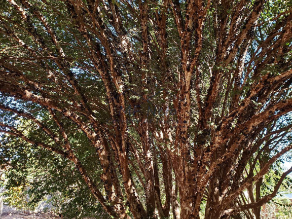 Imagem Fazenda à Venda, 1.782 m² em Vila Santa Fé - Pirassununga Imagem Fazenda à Venda, 1.782 m² em Vila Santa Fé - Pirassununga