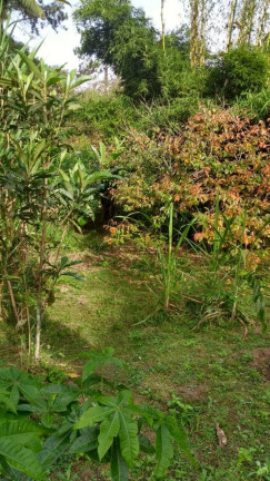 Imagem Casa com 4 Quartos à Venda, 15 m² em Amparo - Nova Friburgo