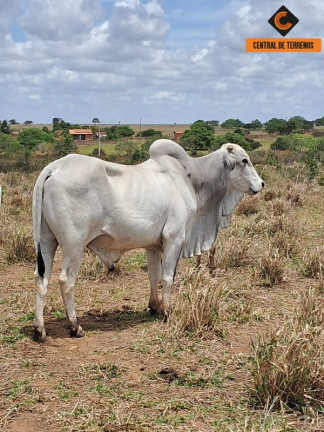 Imagem Imóvel à Venda, em Nova Soure - Nova Soure Imagem Imóvel à Venda, em Nova Soure - Nova Soure