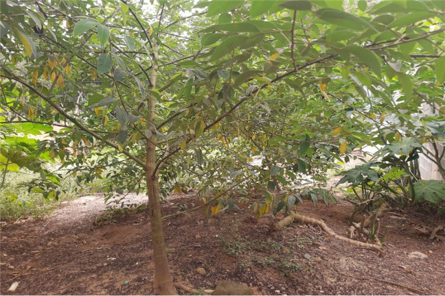 Imagem Terreno à Venda, 1.485 m² em Portal De Pirapora - Salto De Pirapora