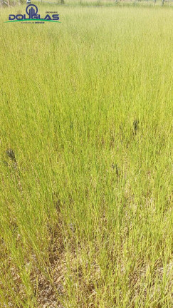Imagem Terreno à Venda, 299 m² em Viamão Imagem Terreno à Venda, 299 m² em Viamão