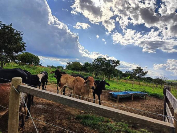 Imagem Chácara com 3 Quartos à Venda, 50.000 m² em Centro - Luziânia
