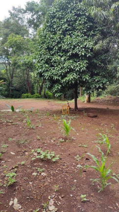 Imagem Chácara à Venda, 20.000 m² em área Rural - Leopoldo De Bulhões Imagem Chácara à Venda, 20.000 m² em área Rural - Leopoldo De Bulhões