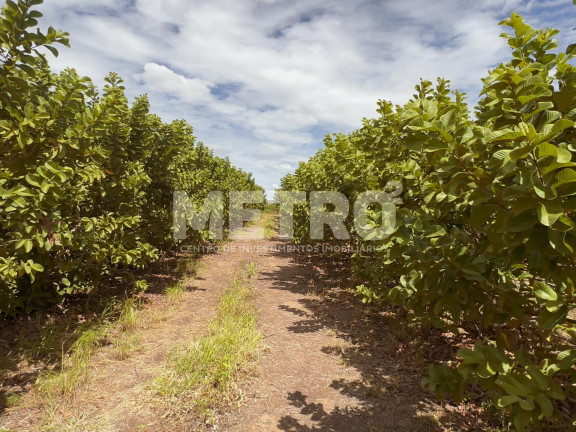Imagem Fazenda à Venda, em área Rual - Petrolina Imagem Fazenda à Venda, em área Rual - Petrolina