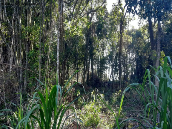 Imagem Terreno à Venda, 13.823 m² em Linha Olinda - Nova Petrópolis Imagem Terreno à Venda, 13.823 m² em Linha Olinda - Nova Petrópolis