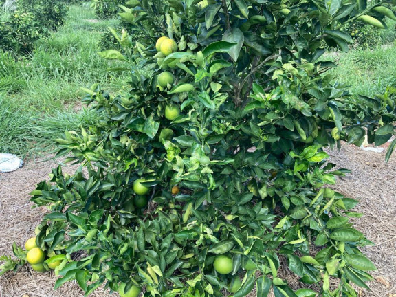 Imagem Fazenda à Venda, 121 m² em Rio Pardo - águas De Santa Bárbara
