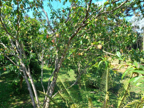 Imagem Chácara à Venda, 9.075 m² em Zona Rural - Quitandinha Imagem Chácara à Venda, 9.075 m² em Zona Rural - Quitandinha
