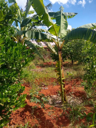 Imagem Chácara com 2 Quartos à Venda, 1 m² em Jardim Cananéia - Pilar Do Sul Imagem Chácara com 2 Quartos à Venda, 1 m² em Jardim Cananéia - Pilar Do Sul