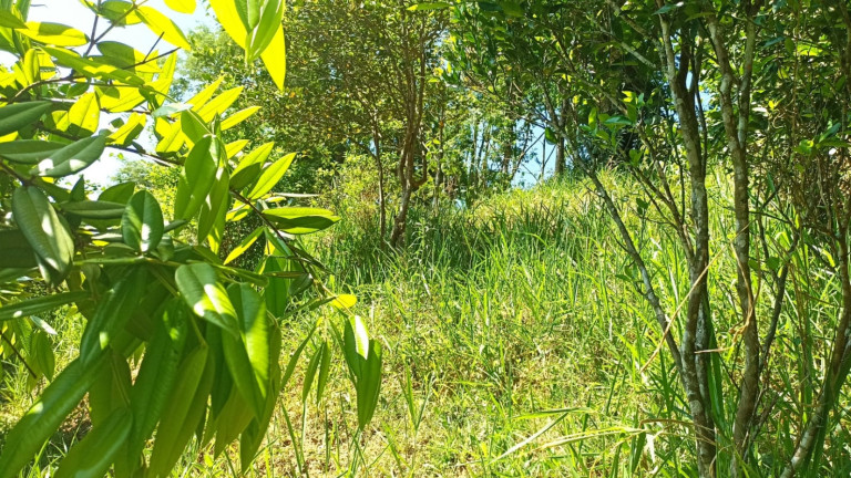 Imagem Chácara com 3 Quartos à Venda, 200 m² em Canaã - Jambeiro Imagem Chácara com 3 Quartos à Venda, 200 m² em Canaã - Jambeiro