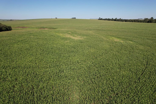 Imagem Fazenda à Venda, 540 m² em Zona Rural - Munhoz De Melo