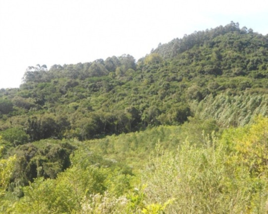 Imagem Terreno à Venda, 7 m² em Lichthenthal - Picada Café