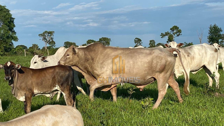 Imagem Fazenda à Venda, 4.017.000 m² em Assentamento  - Ribeirão Cascalheira