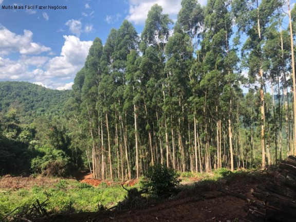 Imagem Terreno à Venda, 3 m² em Linha Olinda - Nova Petrópolis Imagem Terreno à Venda, 3 m² em Linha Olinda - Nova Petrópolis