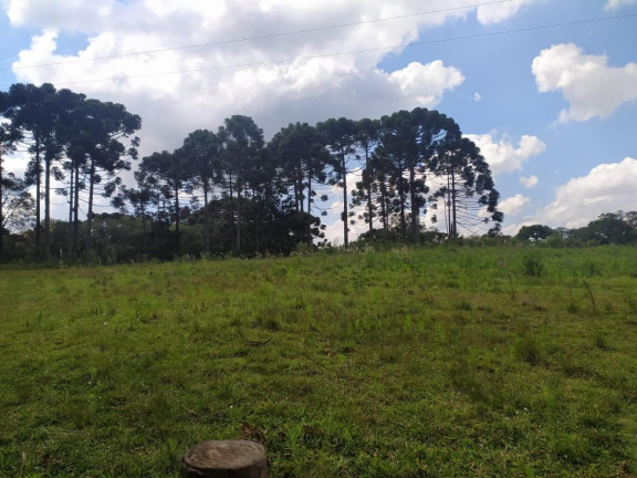 Imagem Terreno à Venda, 5.000 m² em Contenda - São José Dos Pinhais Imagem Terreno à Venda, 5.000 m² em Contenda - São José Dos Pinhais