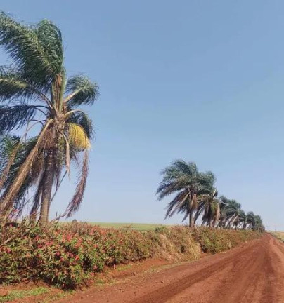 Imagem Chácara com 3 Quartos à Venda, 31.000 m² em Centro - Tamarana