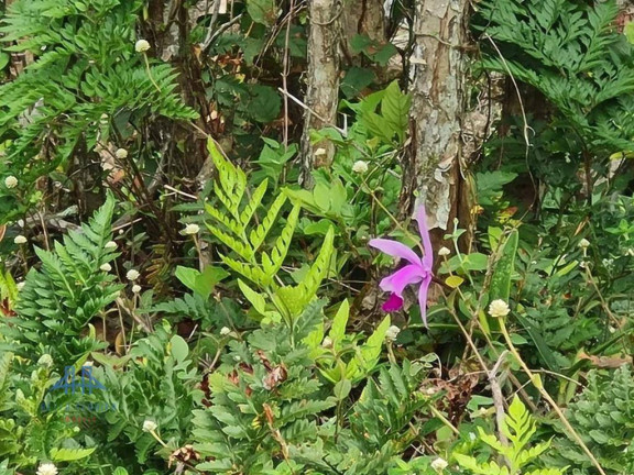 Imagem Terreno à Venda, 4 m² em Macacú - Garopaba