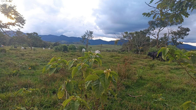 Imagem Fazenda à Venda, 100 m² em Estiva - Taubaté
