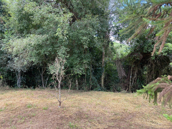 Imagem Imóvel com 2 Quartos à Venda, 7.000 m² em Pião (rural) - Campestre