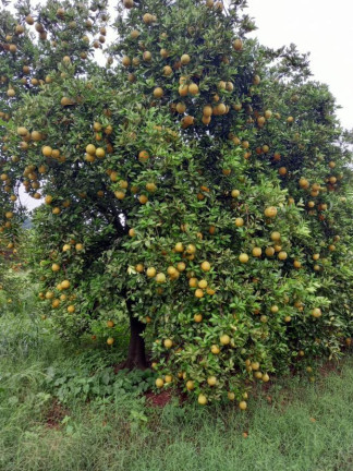 Imagem Fazenda à Venda, 181 m² em Rural - Araraquara Imagem Fazenda à Venda, 181 m² em Rural - Araraquara