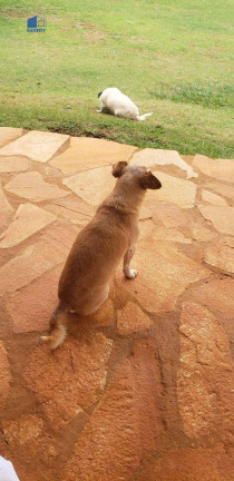 Imagem Chácara com 2 Quartos à Venda, 300 m² em Zona Rural - Chapada Dos Guimarães