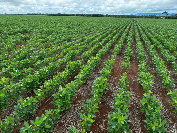 Imagem Fazenda à Venda, 9.700 m² em Rural - Pontes E Lacerda Imagem Fazenda à Venda, 9.700 m² em Rural - Pontes E Lacerda