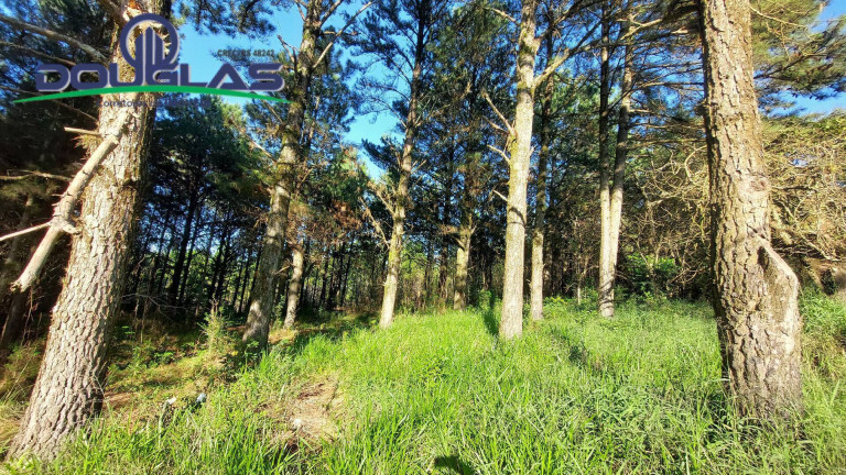 Imagem Terreno à Venda, 3.100 m² em São Tomé - Viamão Imagem Terreno à Venda, 3.100 m² em São Tomé - Viamão