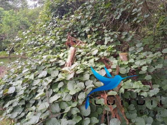 Imagem Chácara com 3 Quartos à Venda, 1.210 m² em Taboão - Agudos Do Sul