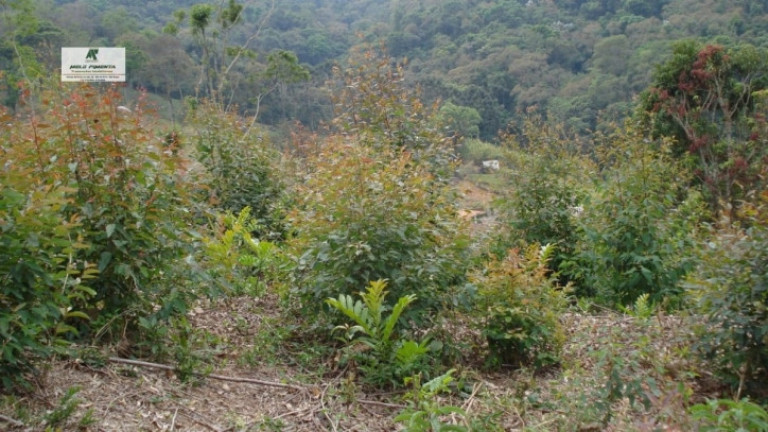 Imagem Fazenda à Venda, 84.700 m² em Bairro Do Marmelo - Mairiporã Imagem Fazenda à Venda, 84.700 m² em Bairro Do Marmelo - Mairiporã